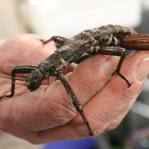 Eurycantha calcarata