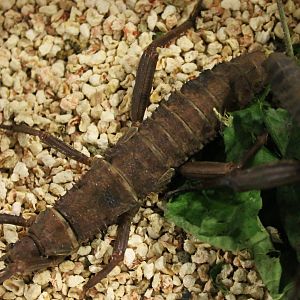 Eurycantha calcarata