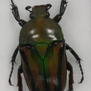Beetle Specimen