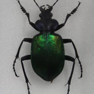 Beetle Specimen