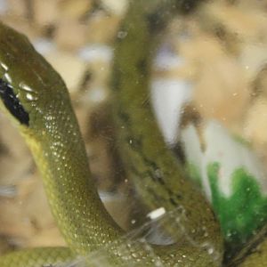 Elaphe taeniura taeniura