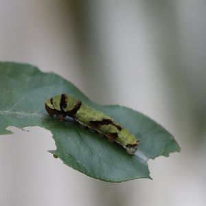 Caterpillar