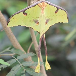 Moon-moth