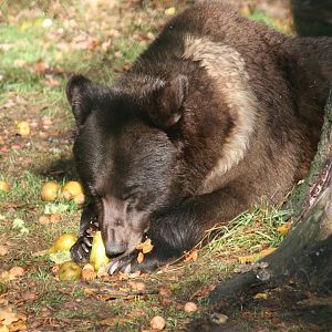 Eurasian brown bear