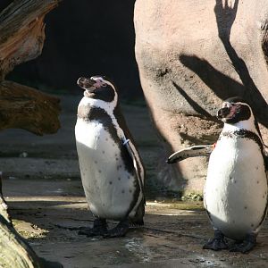 Humboldt penguins