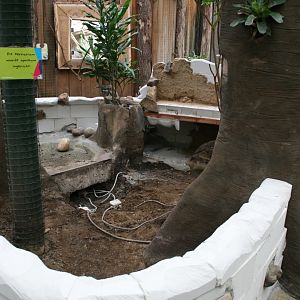 Yellow footed tortoise enclosure under constuction