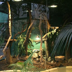 Cuban boa enclosure