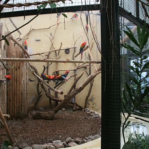 Macaw indoor enclosure