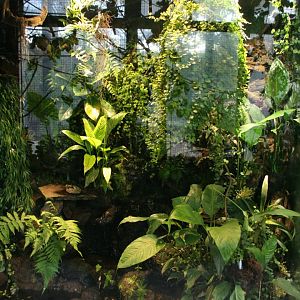 Poison dart frog enclosure
