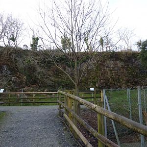 West Caucasian Tur exhibit, December 2016