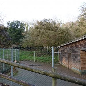 West Caucasian Tur exhibit, December 2016