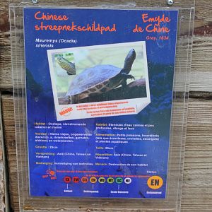 Ocadia sinensis-sign