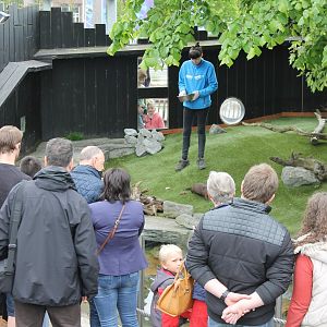 Otter-feeding presentation