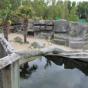 Humboldt penguin-enclosure