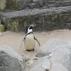 Humboldt penguin