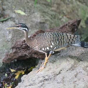 Sunbittern