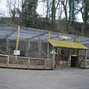 Carpathian lynx enclosure