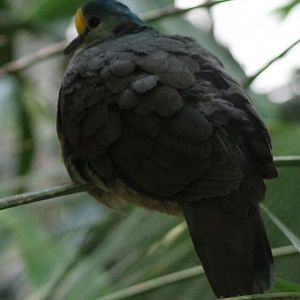 Sulawesi ground dove