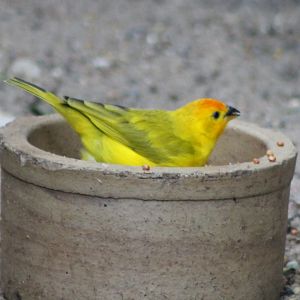 Saffron finch