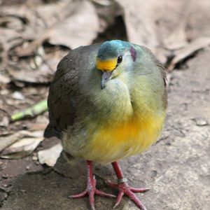 Sulawesi ground dove