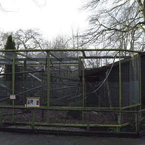 Capuchin outdoor enclosure