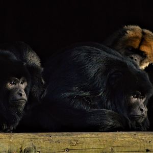 Black howler monkeys