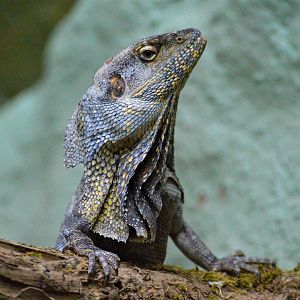 Frilled lizard