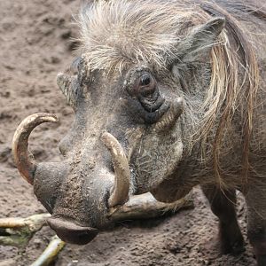 Warthog