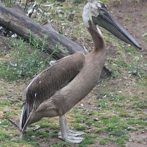 Young Great white pelican