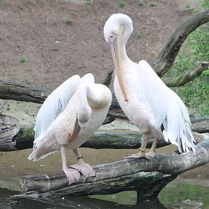 Great white pelicans