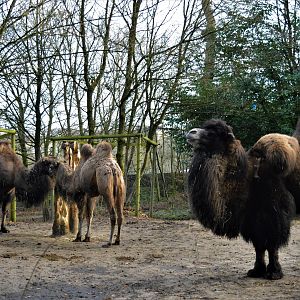 Bactrian camel family