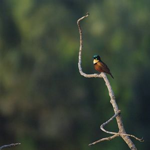 Buff-throated sunbird