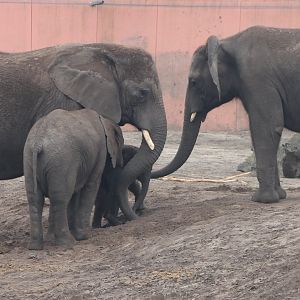 African elephants - Mother with her 3 daughters