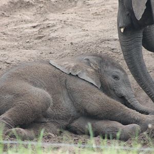 Baby African elephant