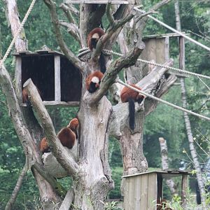 Red ruffed lemurs