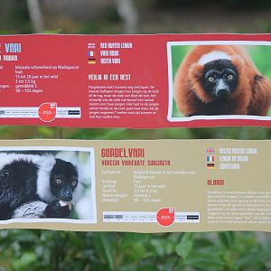 Ruffed lemur-signs