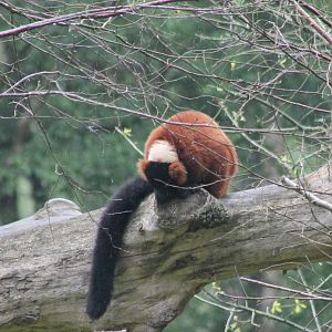 Red ruffed lemur