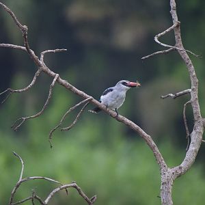 Woodland kingfisher