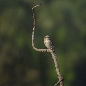 Spotted flycatcher
