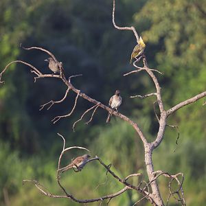 Common bulbuls, Northern grey-headed sparrow and Village weaver