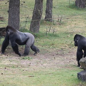 Gorillas and Colobus