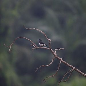 Black-and-white mannikin
