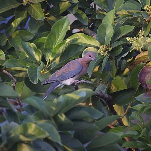Laughing dove
