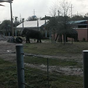 Asian Domain- New Asian Elephant Exhibit