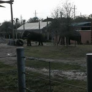 Asian Domain- New Asian Elephant Exhibit