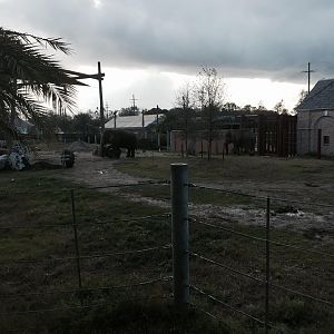 Asian Domain- New Asian Elephant Exhibit