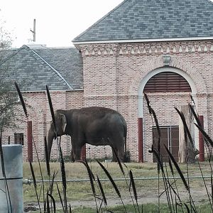 Asian Domain- New Asian Elephant Exhibit