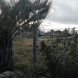 Asian Domain- New Asian Elephant Exhibit