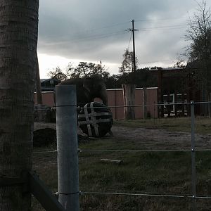 Asian Domain- New Asian Elephant Exhibit