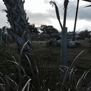 Asian Domain- New Asian Elephant Exhibit